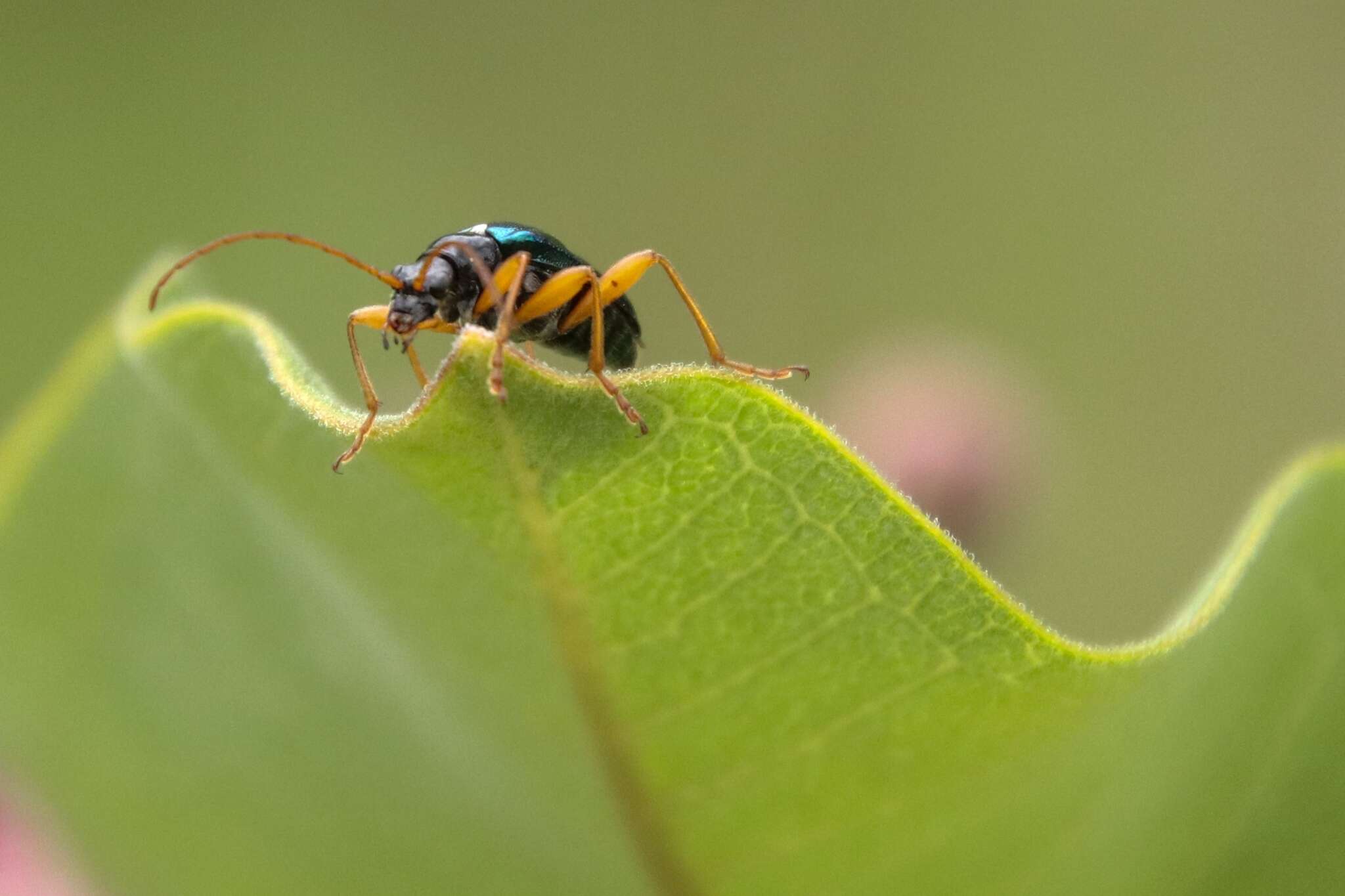 صورة Gaurotes cyanipennis (Say 1824)