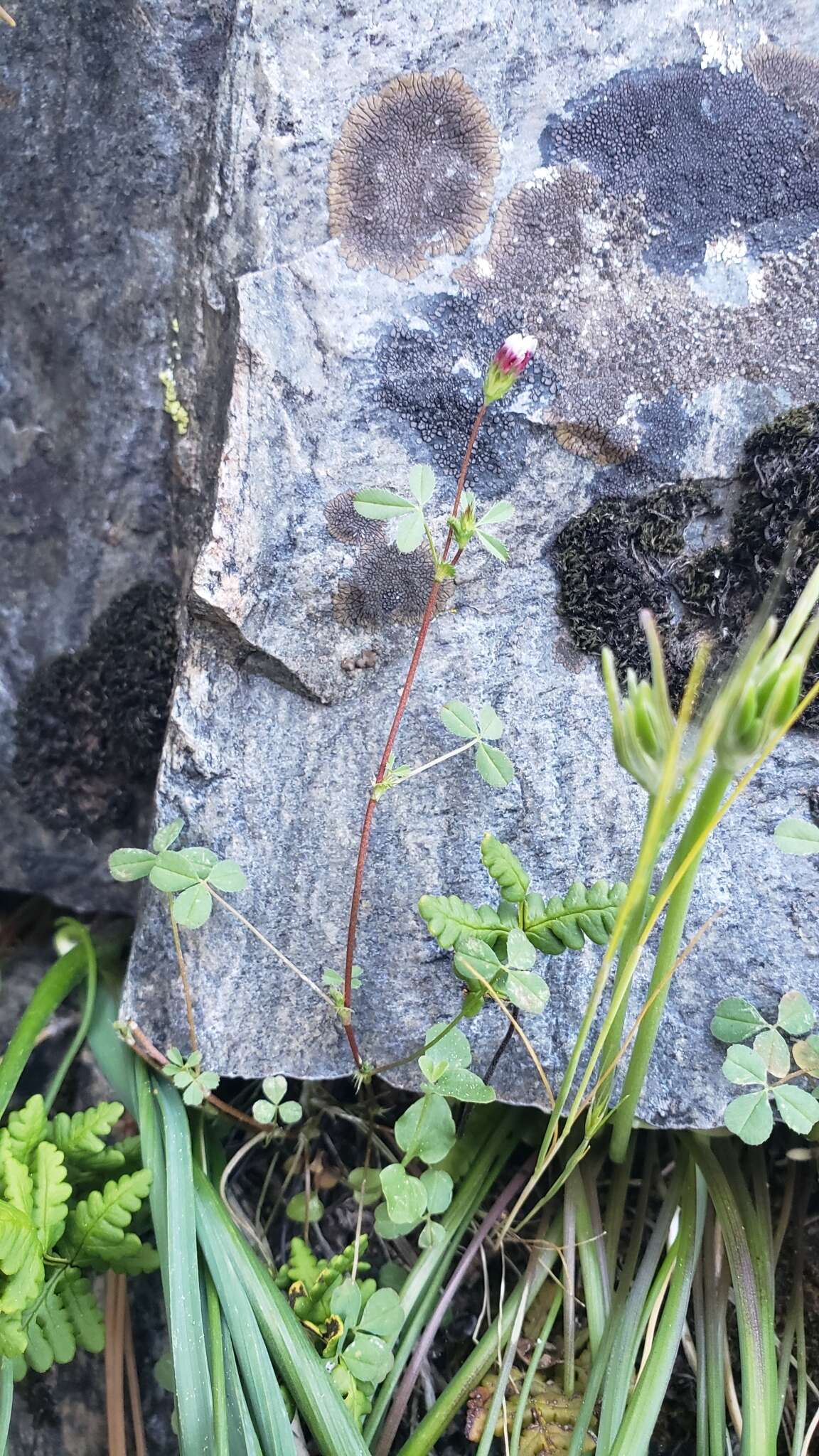 Image of <i>Trifolium variegatum</i> var. <i>geminiflorum</i>