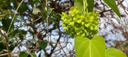 Image of Marsdenia volubilis (L. fil.) Cooke