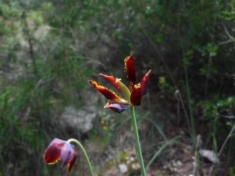 Image of Calochortus marcellae G. L. Nesom