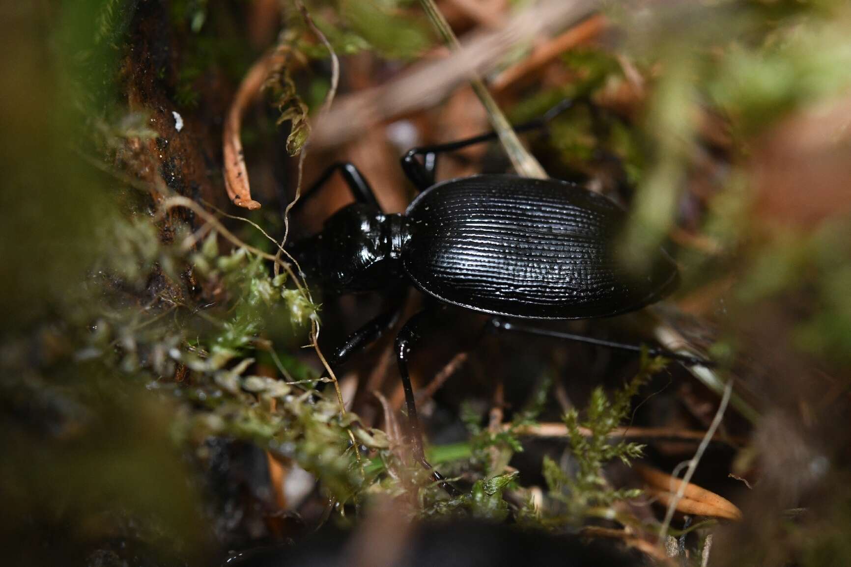 Image of Scaphinotus (Neocychrus) angulatus (T. W. Harris 1839)