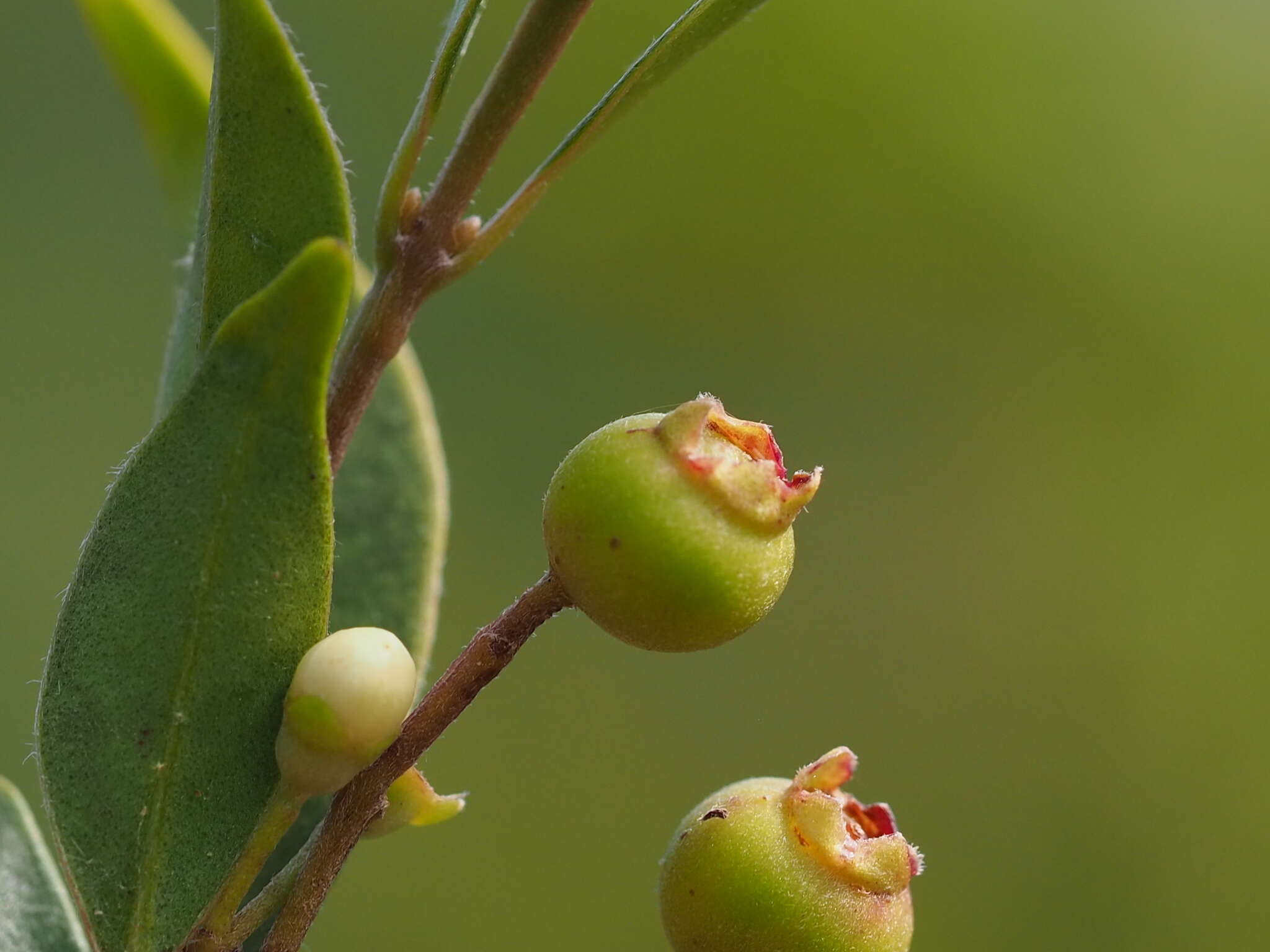 Image of Decaspermum gracilentum (Hance) Merr. & L. M. Perry