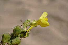 Image of Linaria sabulosa Czern. ex Klokov