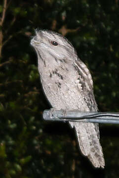 Image of Tawny Frogmouth