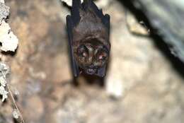Image of Benito Leaf-nosed Bat