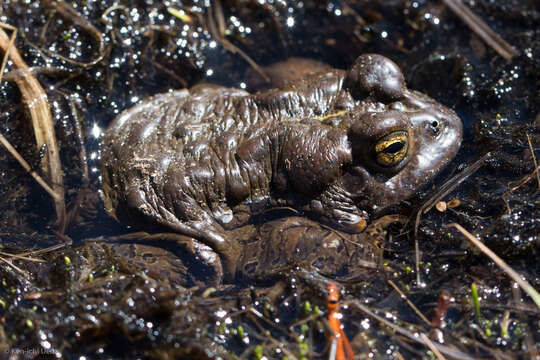 Image of Yosemite Park Toad