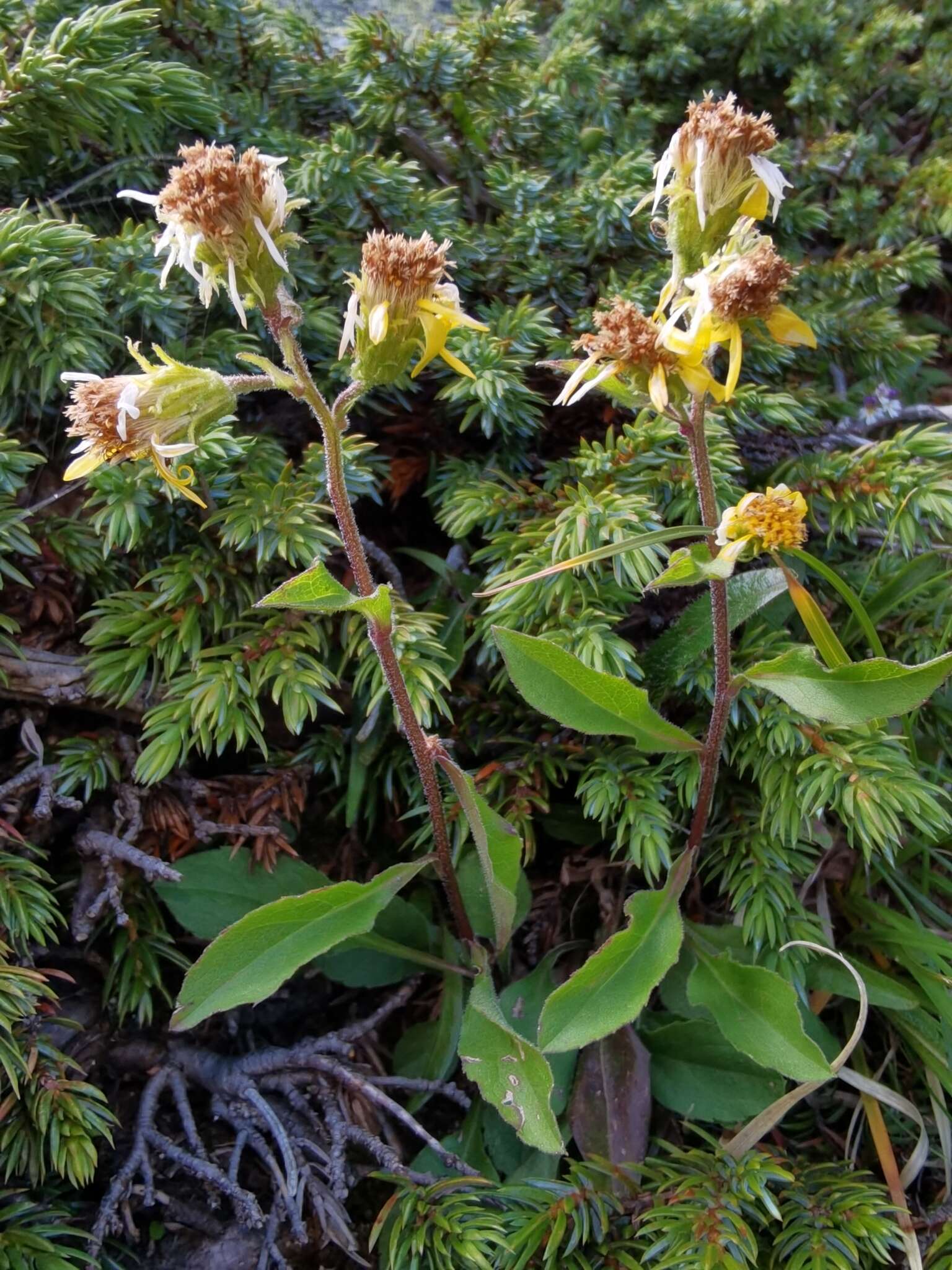 Imagem de Solidago virgaurea subsp. minuta (L.) Arcangeli