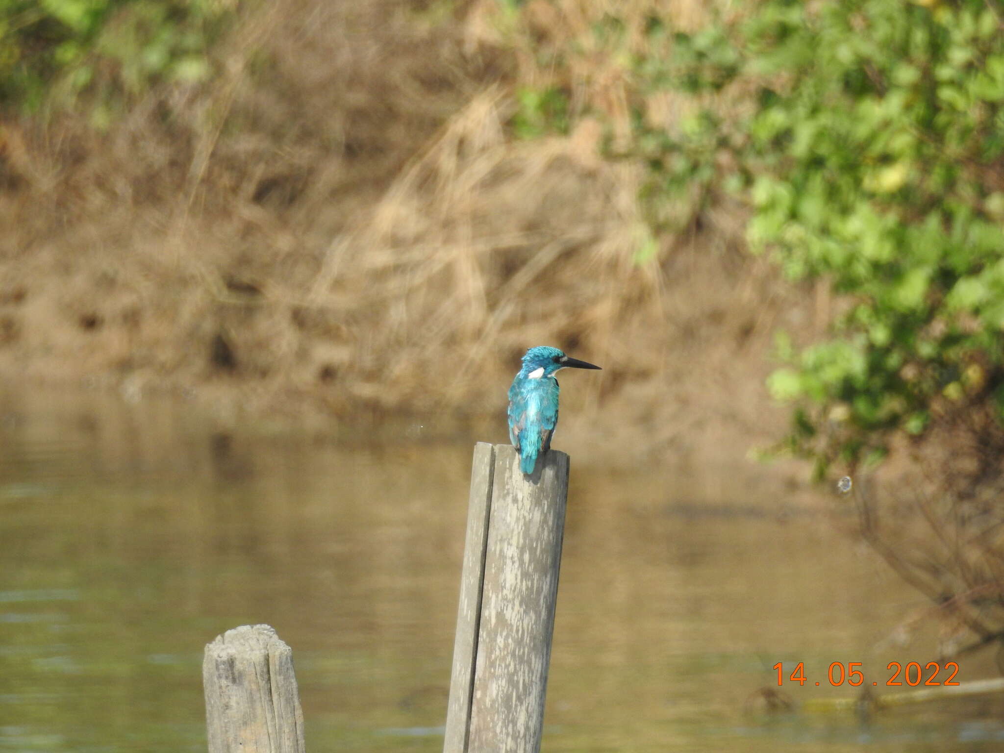 صورة Alcedo coerulescens Vieillot 1818