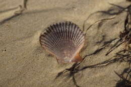 Image of austral scallop