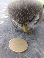 Plancia ëd Glaucidium peruanum König & C 1991