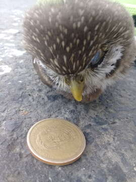 Image of Pacific Pygmy Owl