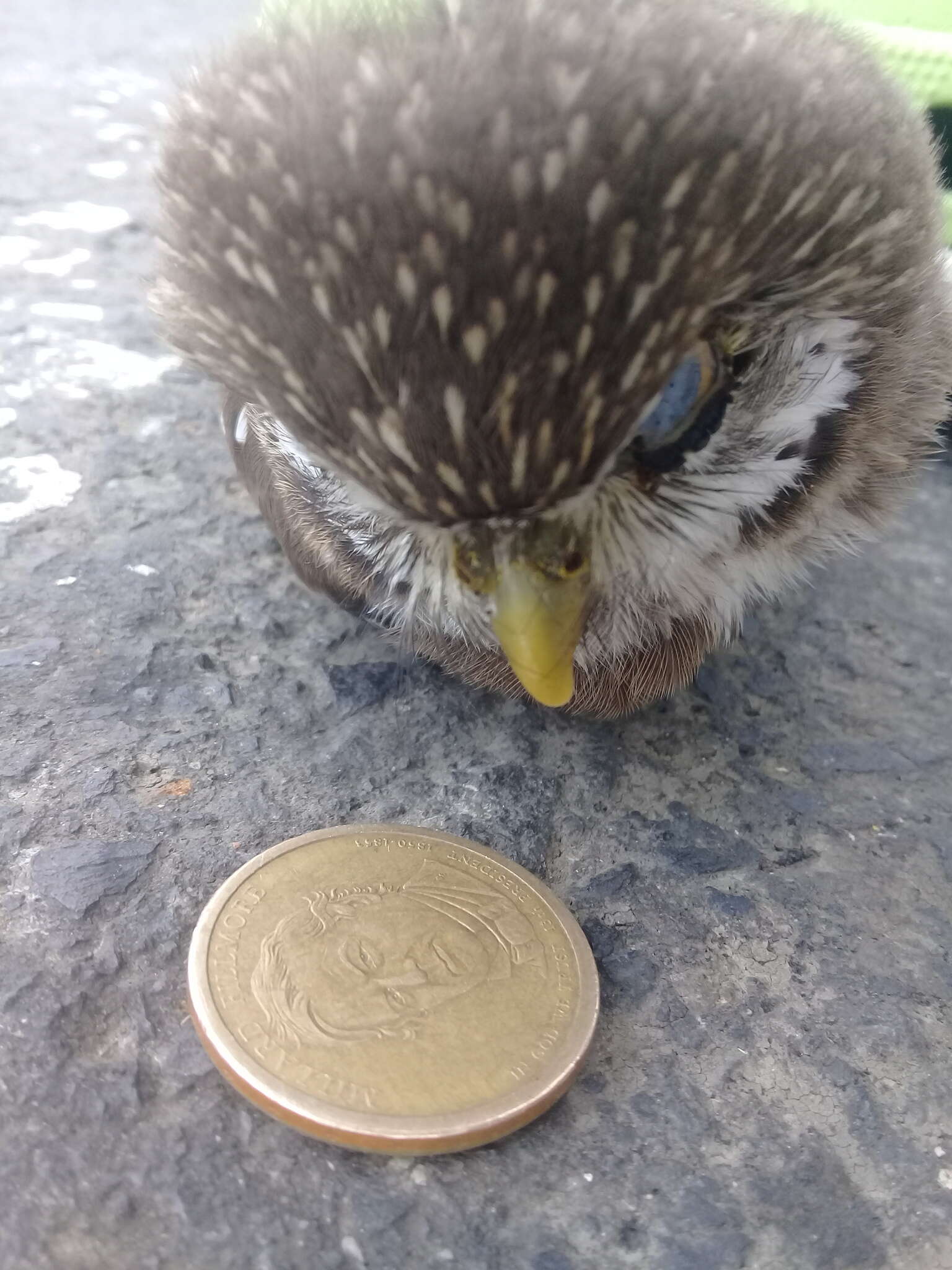 Plancia ëd Glaucidium peruanum König & C 1991