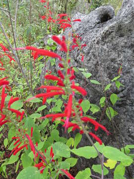 Imagem de Salvia cinnabarina M. Martens & Galeotti