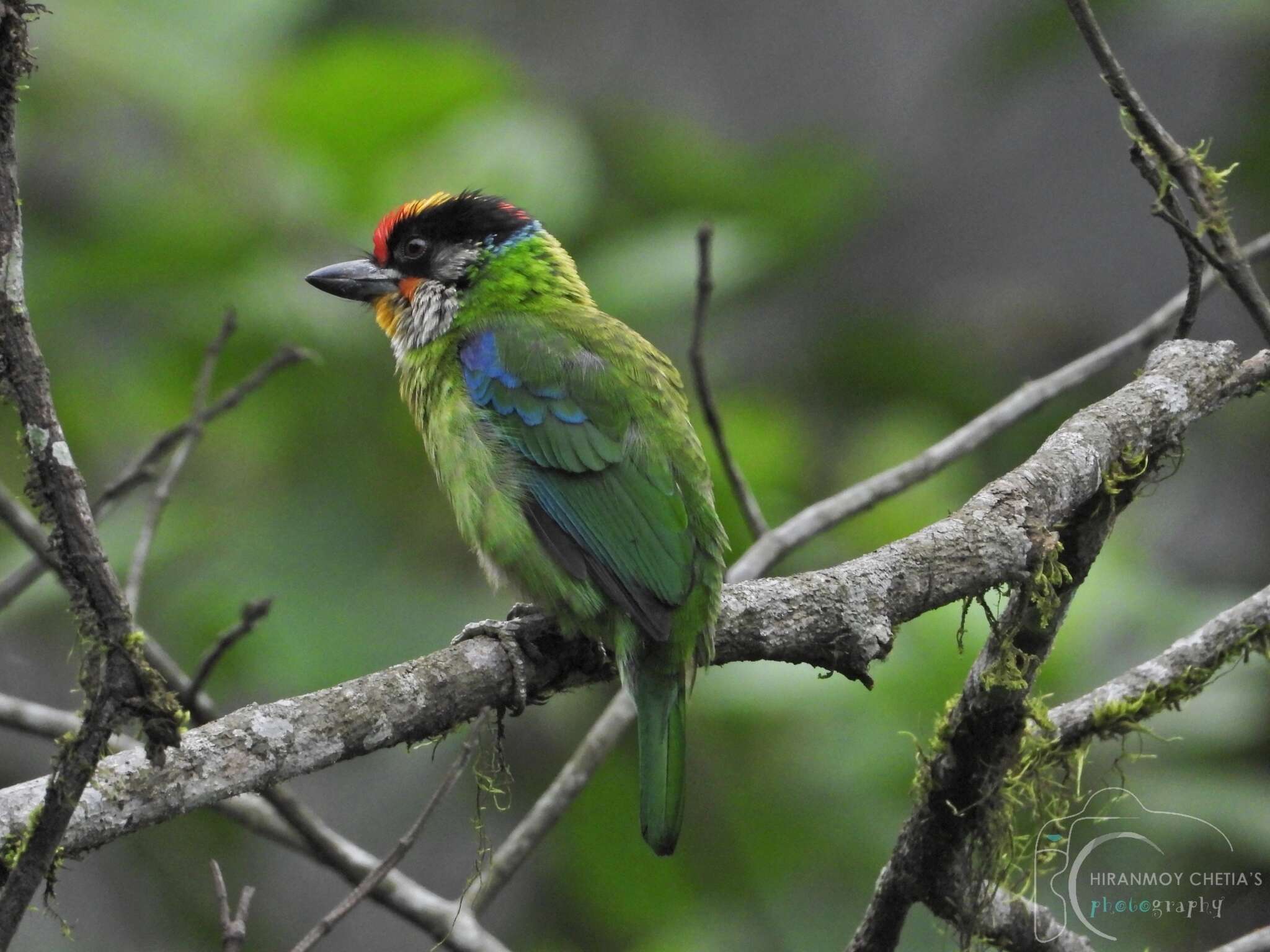 Image of Golden-throated Barbet