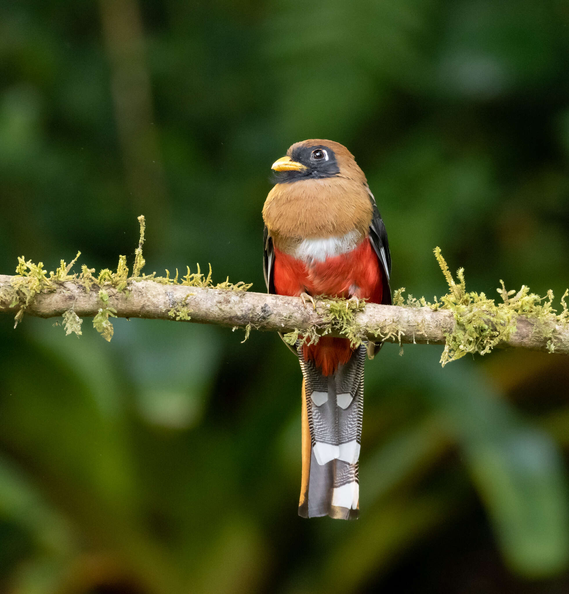 Imagem de Trogon personatus Gould 1842