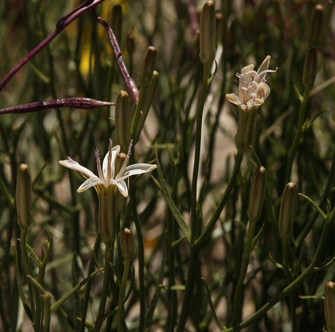 صورة Chaetadelpha