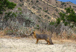 Image of Santa Catalina Island Fox