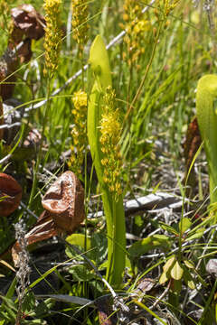 Image of California bog asphodel