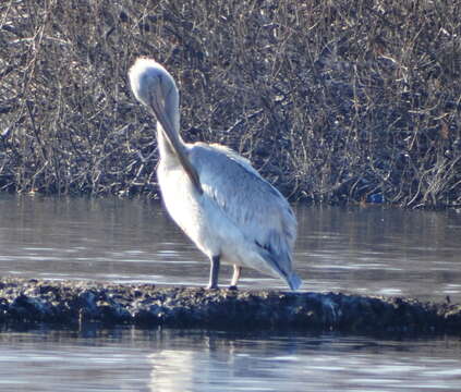 Image of Dalmatian Pelican