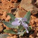 Plancia ëd Matthiola bucharica Czerniak.