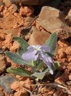 Image de Matthiola bucharica Czerniak.