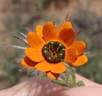 Image of Gorteria diffusa subsp. calendulacea (DC.) Roessler