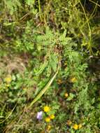 Слика од Vachellia farnesiana var. pinetorum (F. J. Herm.) Seigler & Ebinger