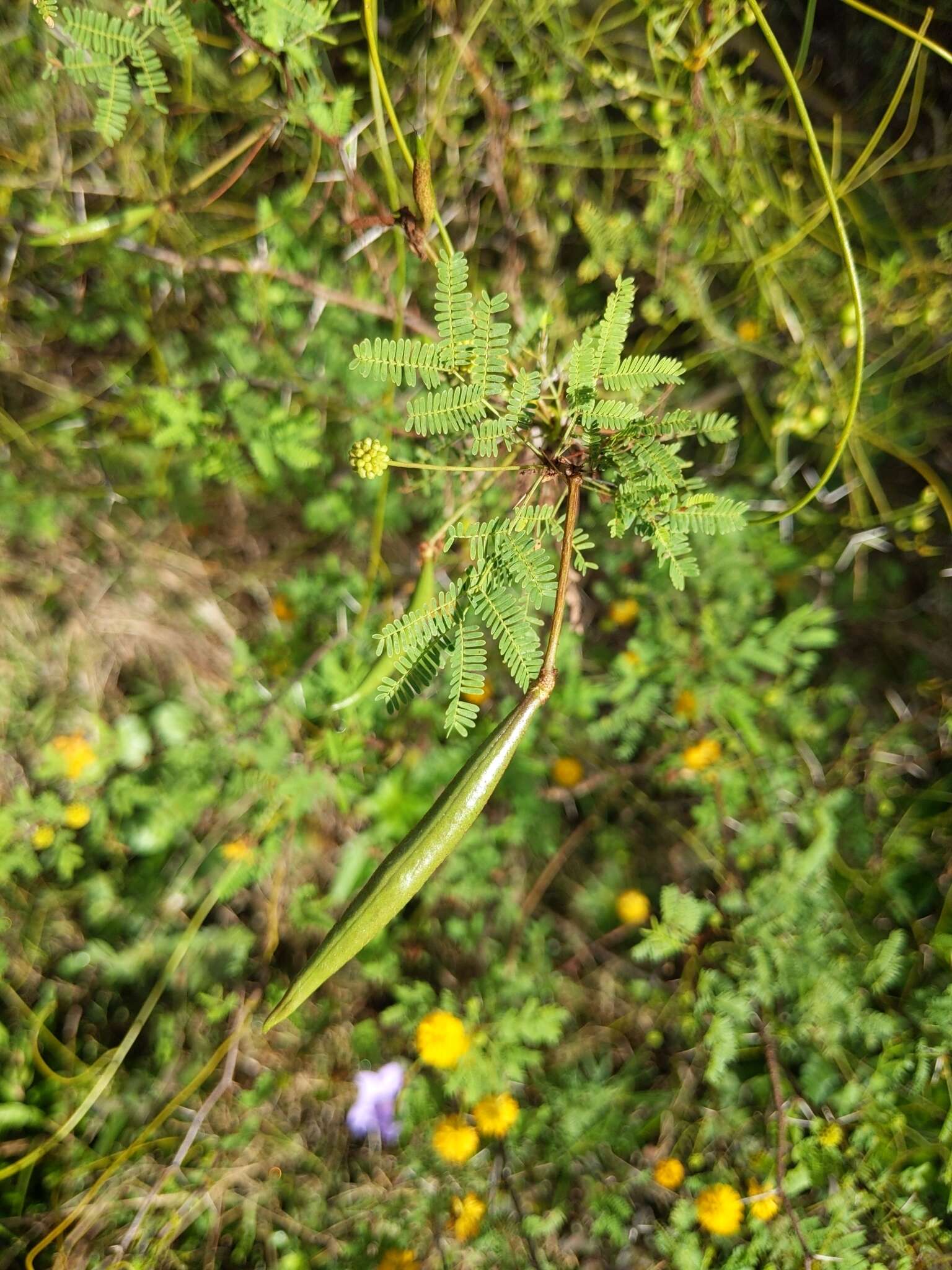 Слика од Vachellia farnesiana var. pinetorum (F. J. Herm.) Seigler & Ebinger