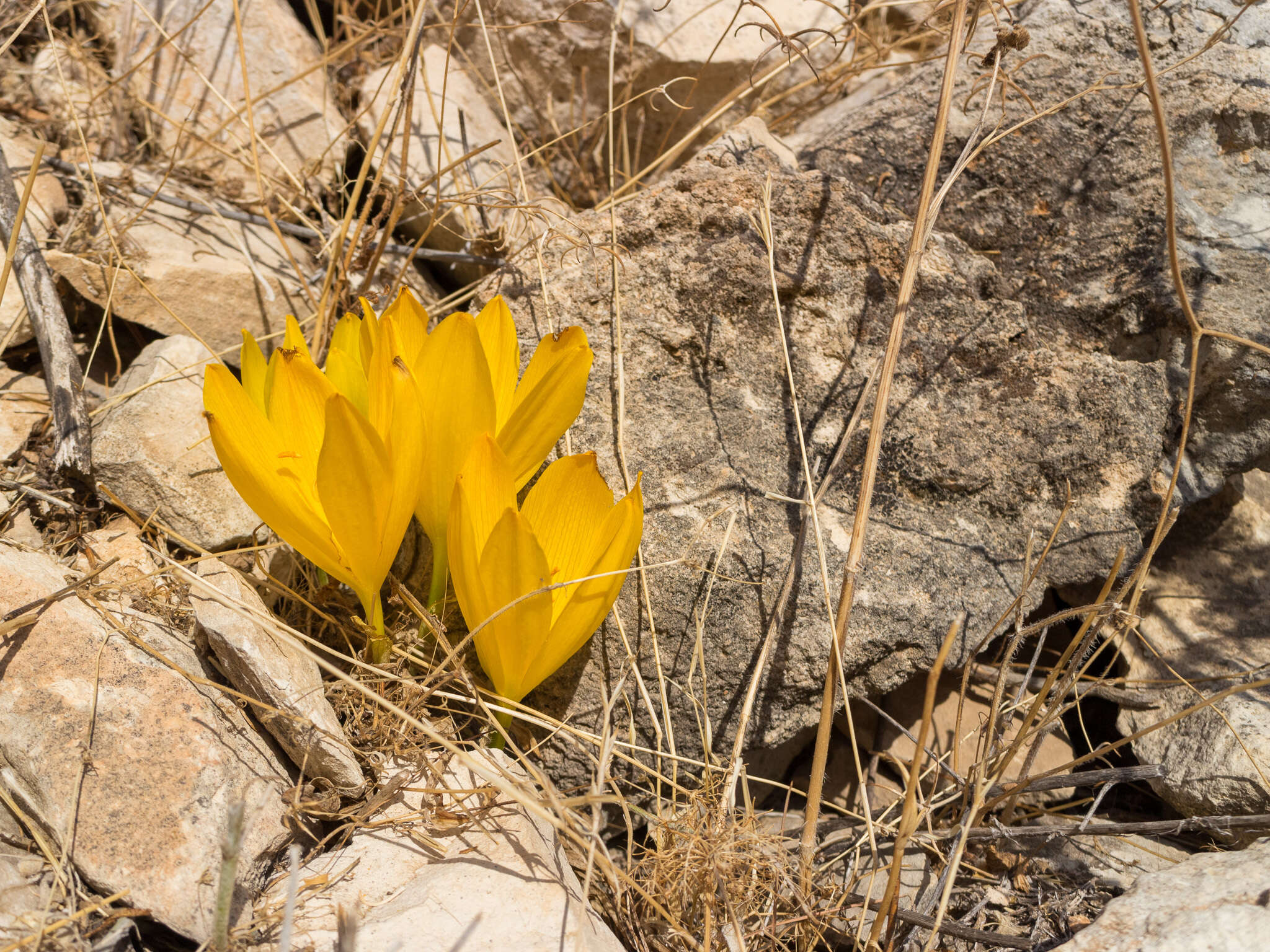 Image de Sternbergia clusiana (Ker Gawl.) Ker Gawl. ex Spreng.