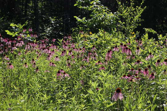 Image of wavyleaf purple coneflower