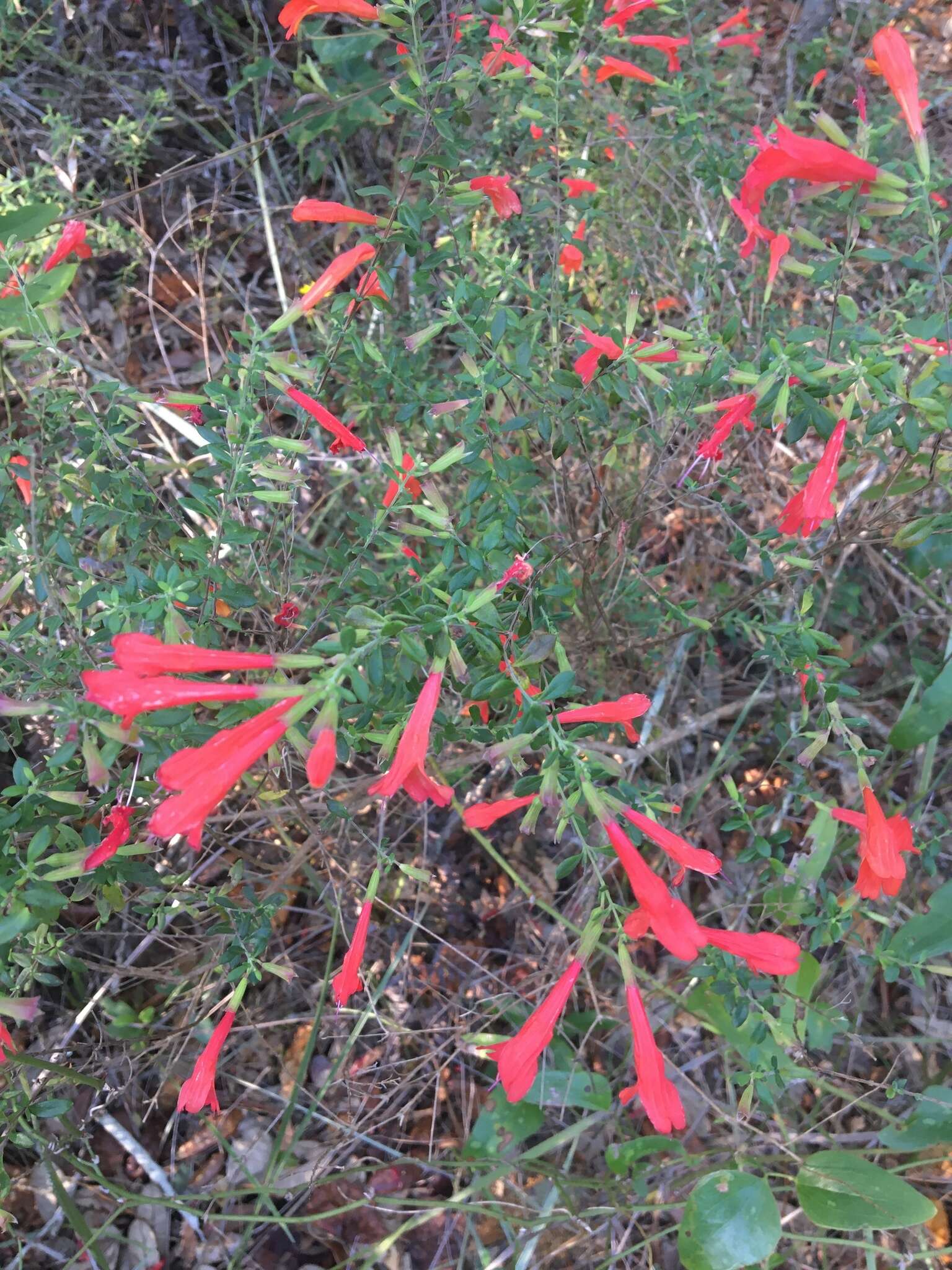 Imagem de Clinopodium coccineum (Nutt. ex Hook.) Kuntze