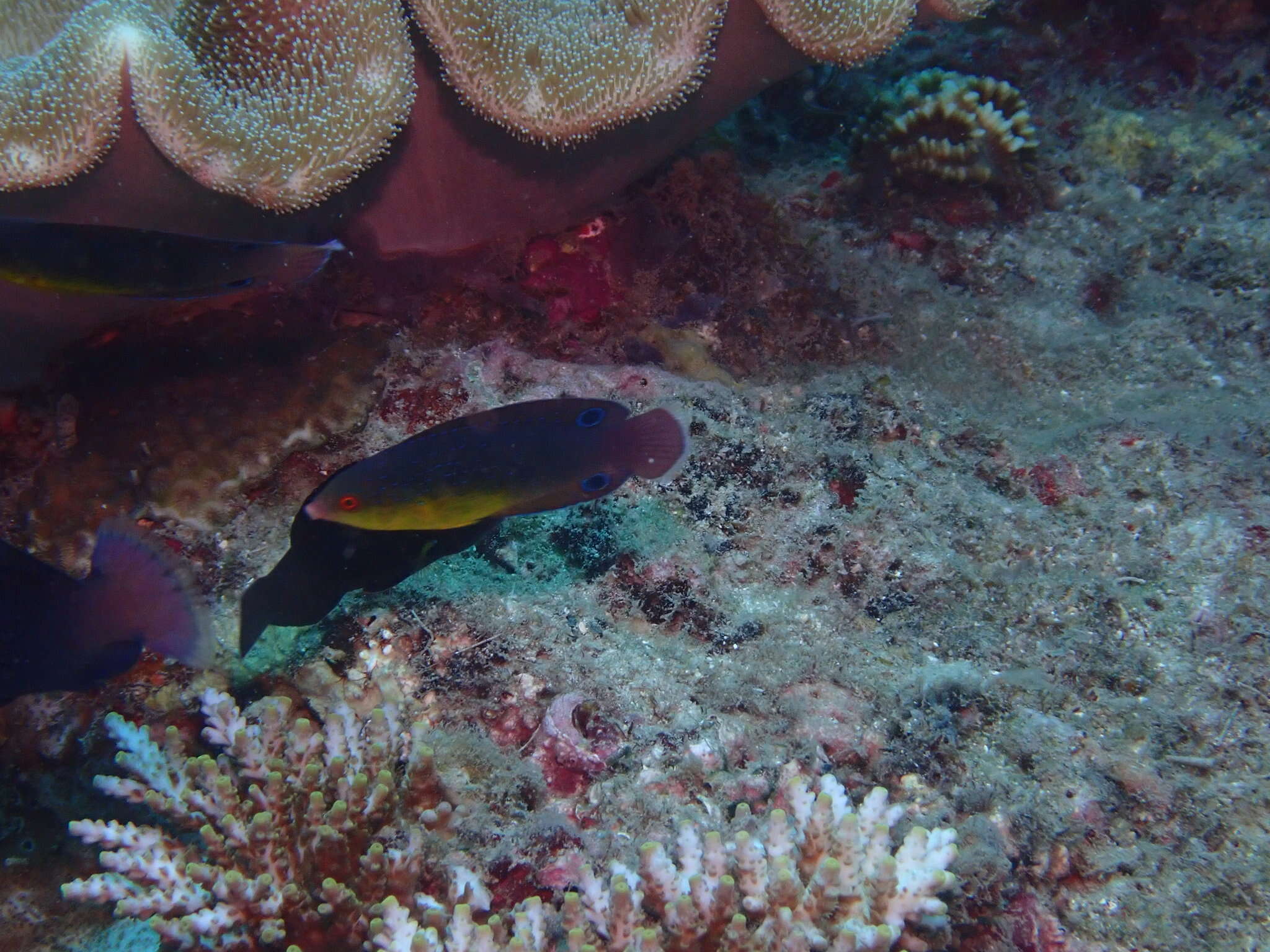 Image of Twister Wrasse