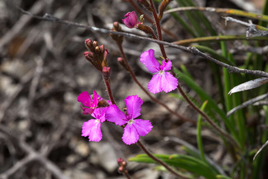 Image de Stylidium albomontis Carlq.