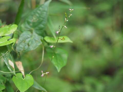 Plancia ëd Hylodesmum podocarpum (DC.) H. Ohashi & R. R. Mill