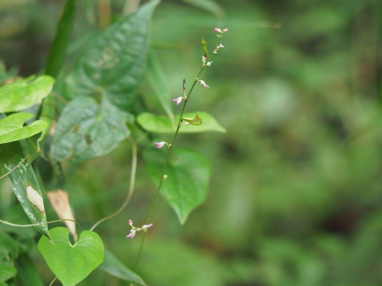 Image of Hylodesmum podocarpum subsp. oxyphyllum (DC.) H. Ohashi & R. R. Mill