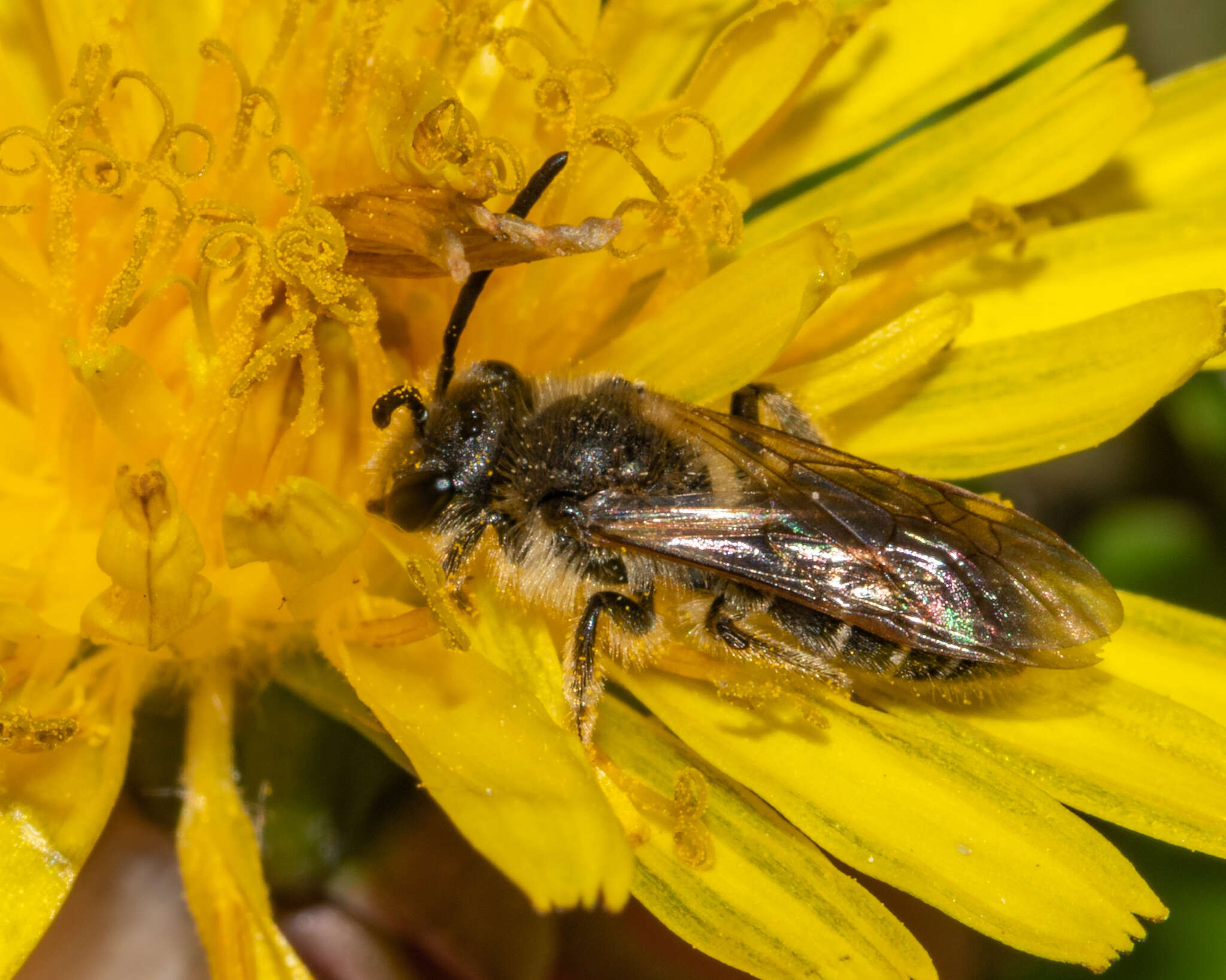 Image of Cresson's Andrena