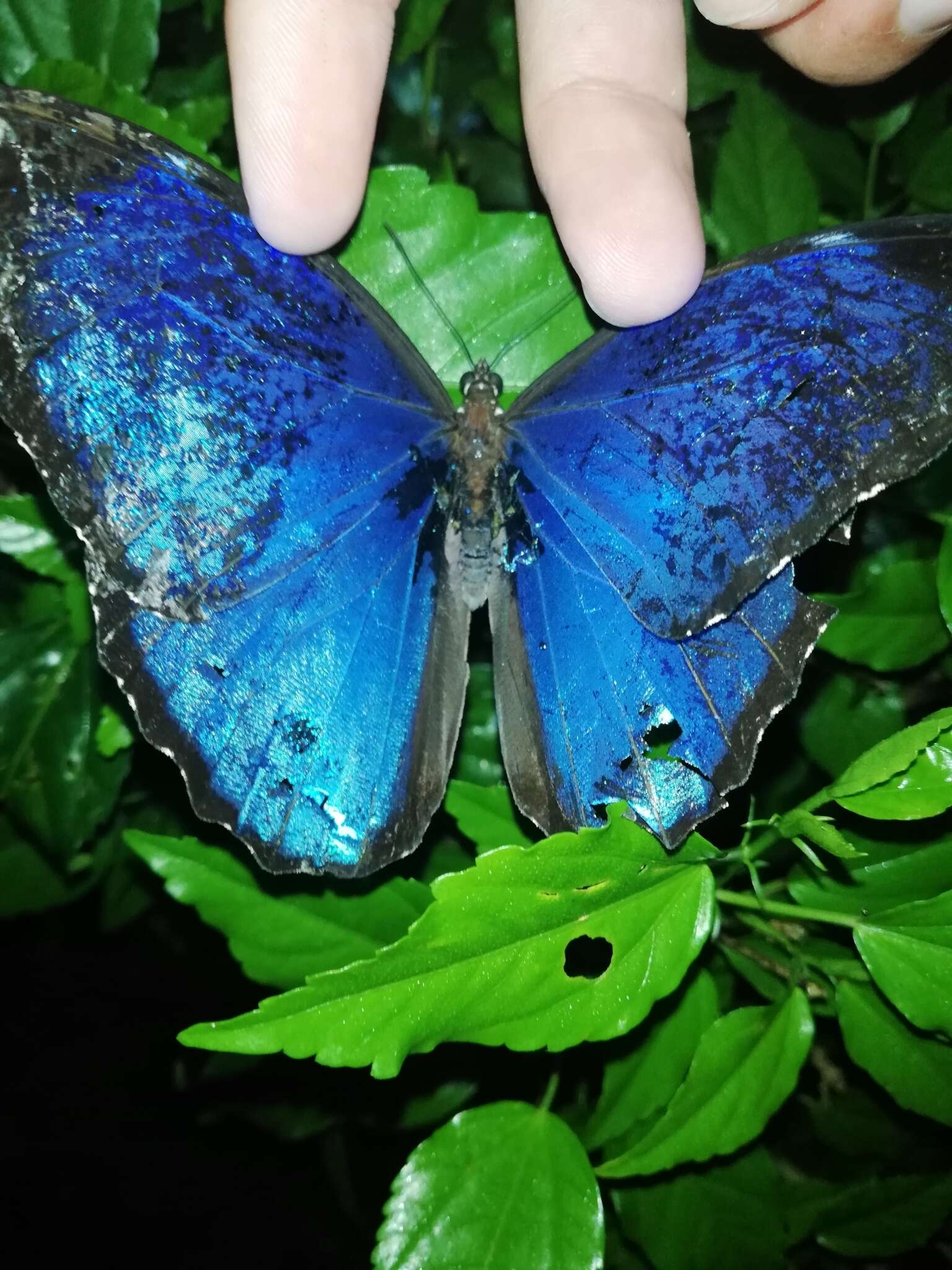 Sivun Morpho menelaus Linnaeus 1758 kuva