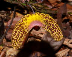 Image of Aristolochia wankeana