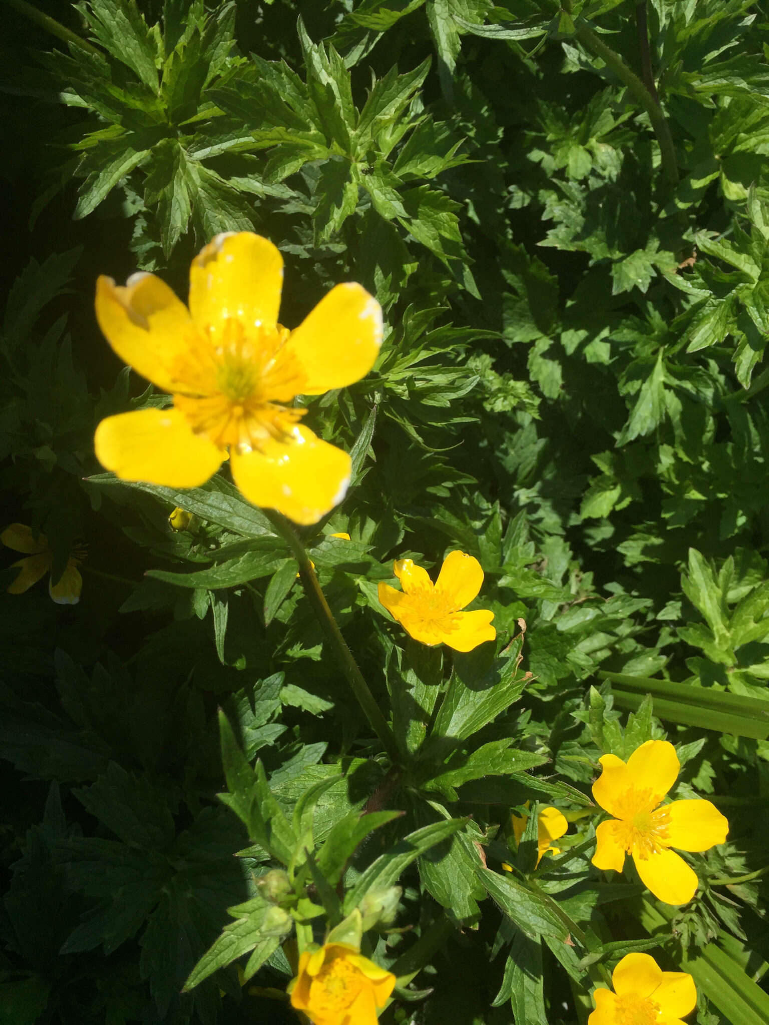 Image of straightbeak buttercup