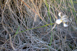 Plancia ëd Moraea fergusoniae L. Bolus