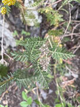 Image of Gonospermum fruticosum Less.