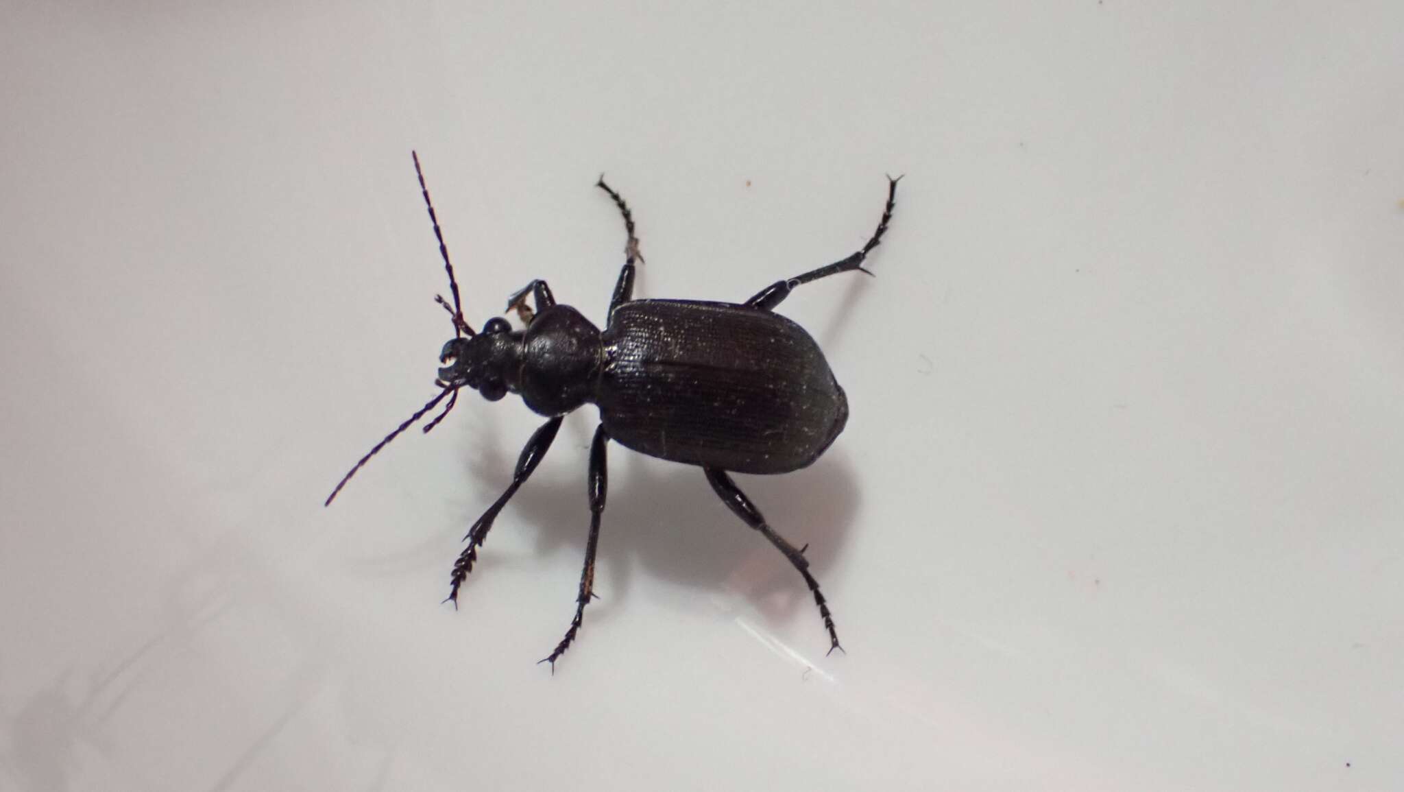 Calosoma (Campalita) chlorostictum cognatum Chaudoir 1850 resmi