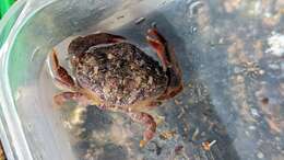 Image of ninetooth pebble crab