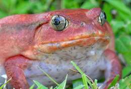 Image of Tomato Frogs