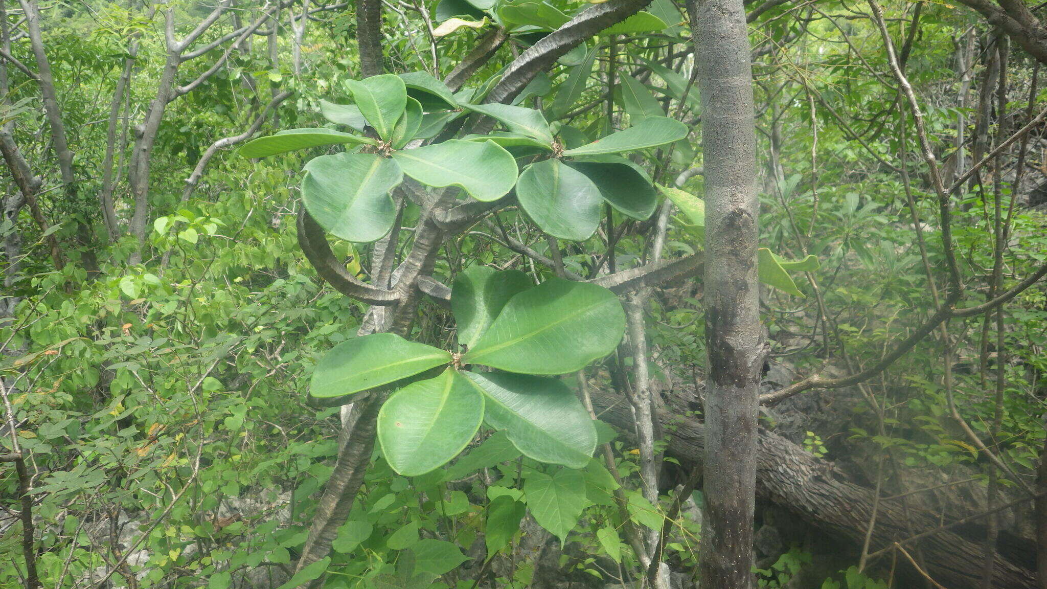 Image of Euphorbia neohumbertii Boiteau