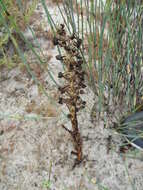 Image of Corycium crispum (Thunb.) Sw.