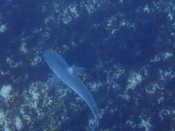 Image of Dusky Shark