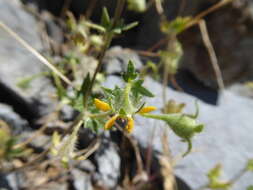 Image of Loasa heterophylla Hook. & Arn.