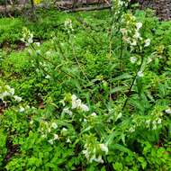 Image of sickletop lousewort