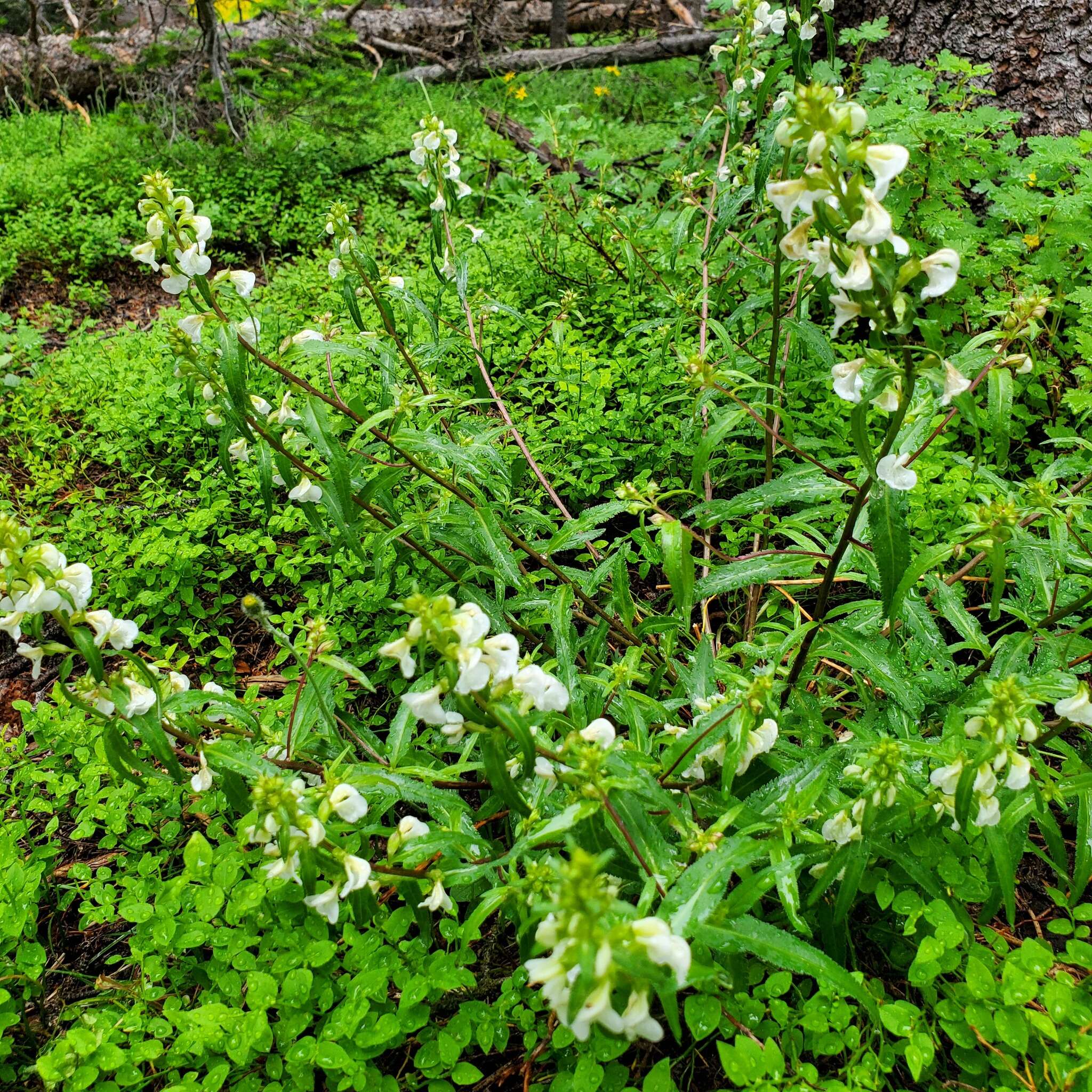 Imagem de Pedicularis racemosa subsp. alba Pennell